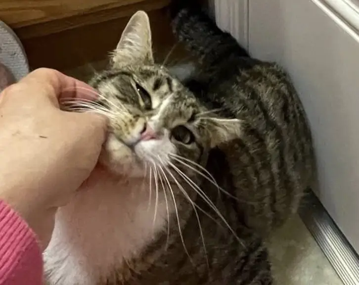 Suki enjoying chin rubs