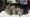Mama Carey and her 5 kittens