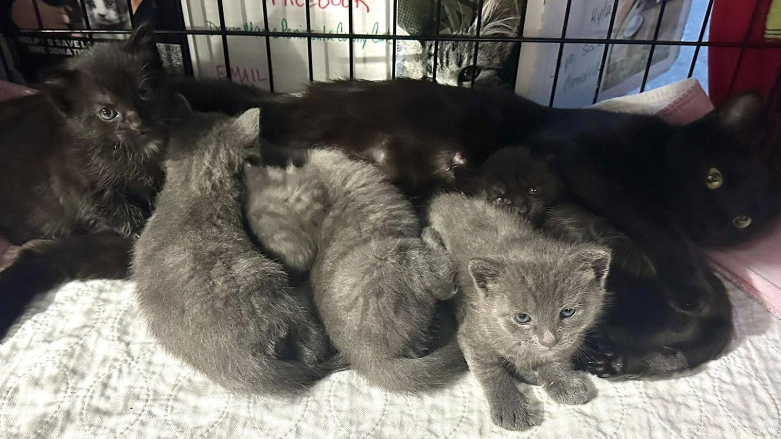 Mama Carey and her 5 kittens