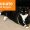 A tuxedo cat wearing a gold dollar sign chain. There is text the state Donate with Paypal