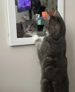 Spruce, a gray cat, looks into a mirror and in his refection is winking.