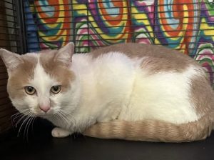 Photo of Julius, a white and gray short hair cat