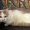 Photo of Julius, a white and gray short hair cat
