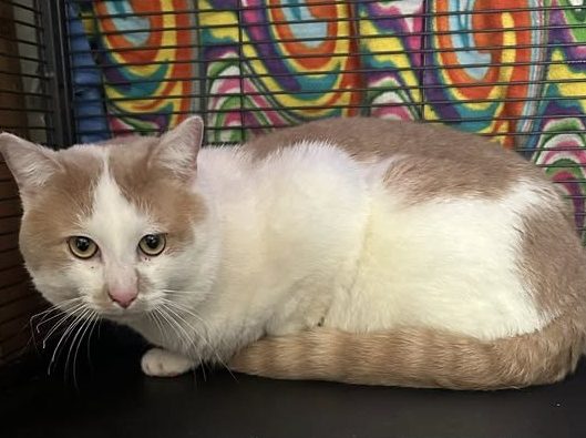 Photo of Julius, a white and gray short hair cat