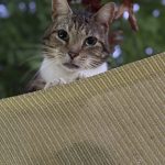 Photo of Nala look down from a roof