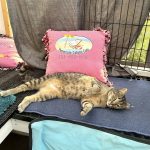 Nala laying down showing her belly