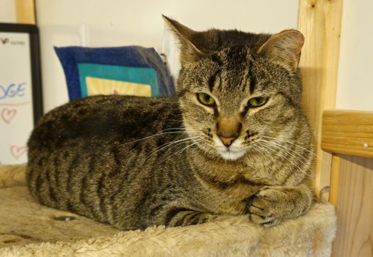 Photo of Nala, a brown and black tabby cat