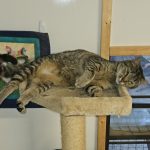 Nala laying on top of a cat tree